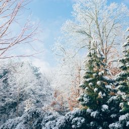 Trees covered in snow during the winter time.